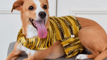 Roupinha Pet de Tricô