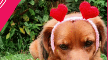 Tiara de Crochê Ano Novo: Acalme Seu Pet com essa linda arte