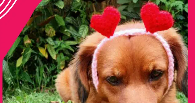 Tiara de Crochê Ano Novo: Acalme Seu Pet com essa linda arte