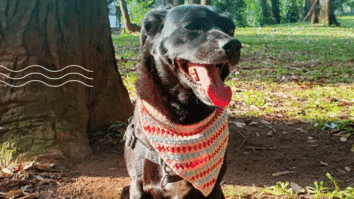 Bandana de Crochê para Pet de Ano novo: Seu amigo lindo na virada!