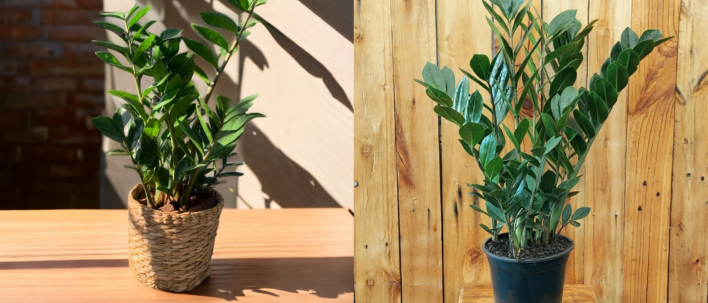 Como Cultivar a Planta da Fortuna (Zamioculca) em Casa ou Ambientes Fechados
