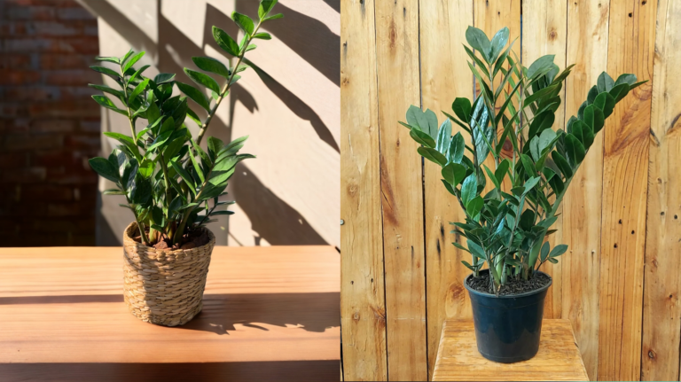 Como Cultivar a Planta da Fortuna (Zamioculca) em Casa ou Ambientes Fechados