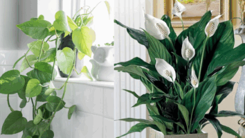 7 Espécies de Plantas Resistentes e Fáceis de Cuidar para Cultivar na Sala de Estar - Fotos: Jibóia (Reprodução / CASACOR) / Lírio da Paz - Amazon