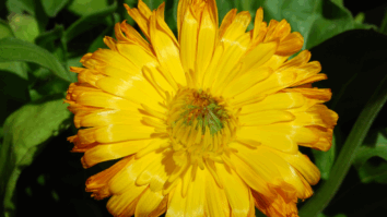 Conheça a Planta que Auxilia na Digestão, Combate Inflamações e Cicatriza Rápido