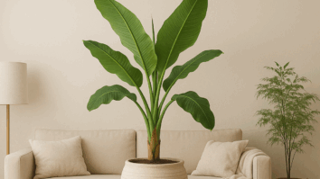 Como Cultivar uma Bananeira Perfeita no Vaso Dentro de Casa ou Apartamento - Imagem Gerada por Ia