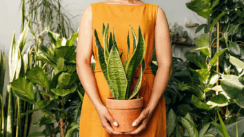 Entenda como essas 5 Plantas que purificam o ar da sua casa! - Foto/Reprodução: mundonaturarte