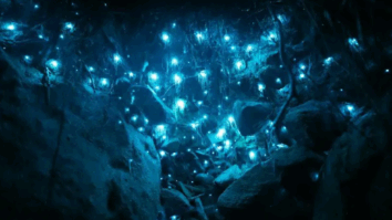 Parece mágica: conheça a floresta iluminada naturalmente na Austrália