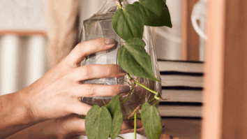 7 Espécies de Plantas que Crescem na Água