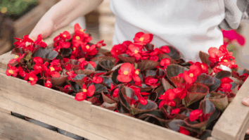 As 3 flores mais belas e resistentes para cultivar dentro da sua casa