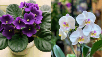 Essas 6 flores, além de lindas e resistentes, são muito fáceis de cuidar dentro de casa