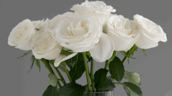 7 Dicas para ter rosas belíssimas em casa e não deixá-las morrer - Foto: Freepik