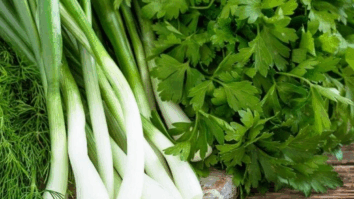 Aprenda como cultivar Coentro e Cebolinha na sua casa!