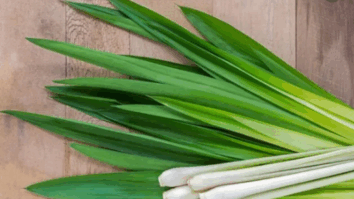 Capim-limão: Aprenda a cultivar um toque de natureza na sua casa e conheça seus benefícios para a saúde!