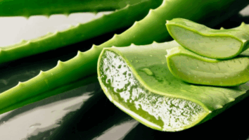 Saiba porque essa planta milenar tem sido recomendada por dermatologistas para cuidados da pele
