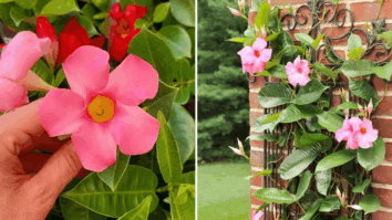 Como cultivar Mandevilla (Dipladênia) em casa e descubra dicas de cuidados essenciais para essa linda planta