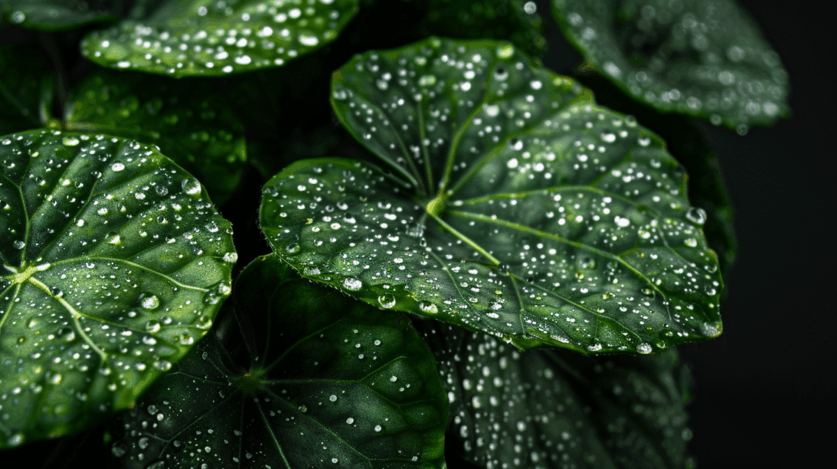 Imagem da planta Begônia Maculata — Imagem ilustrativa gerada por IA