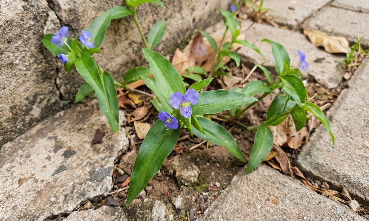 Imagem de erva de Santa Luzia crescendo em calçada urbana
