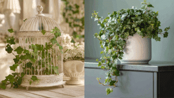 Planta Hera apresentada em duas formas distintas de decoração