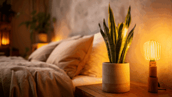 Planta espada-de-São-Jorge ao lado da cama, perfeita para ajudar a dormir melhor