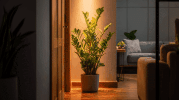 Planta posicionada na entrada da casa, recebendo luz acolhedora, simboliza prosperidade e boa energia segundo o Feng Shui