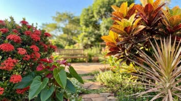 4 plantas para colorir o jardim o ano todo