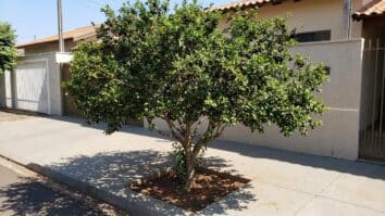 Árvore na calçada de casa