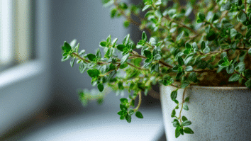 Tomilho disposto na janela de uma cozinha