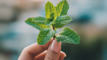Mão segurando folhas de Hortelã Pimenta