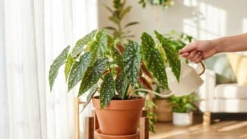 Begônia sendo cuidada no interior de casa