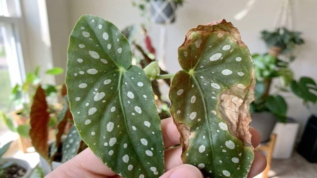 Folha de begônia com problemas de cuidado (1)