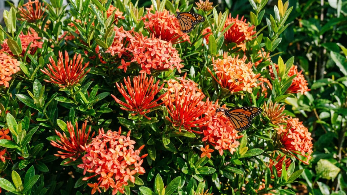 Ixora Planta Colorida