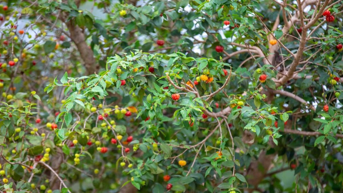 Pitangueira Eugenia uniflora