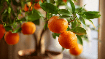Pé de Calamondin em um vaso dentro de uma casa com os frutos em evidencia