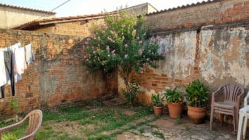 Árvores de pqueno porte em quintal de casa