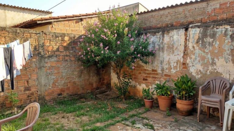 Árvores de pqueno porte em quintal de casa