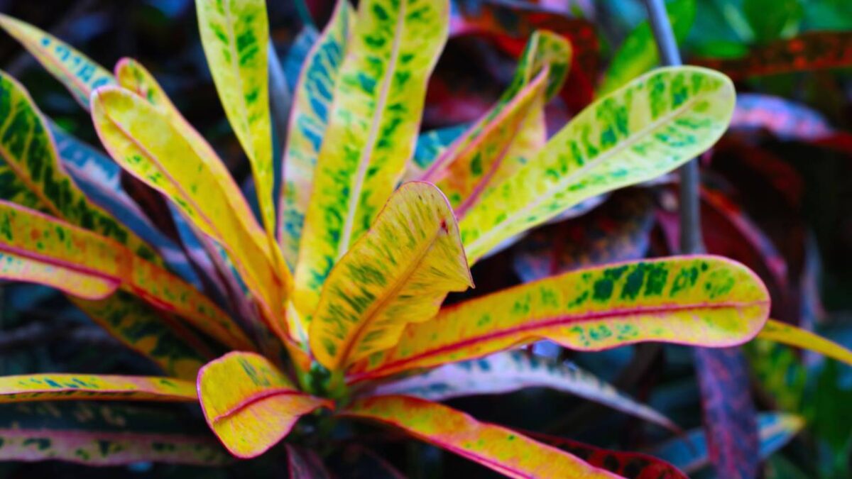 Planta Croton que muda de cor sozinha