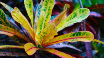 Planta Croton que muda de cor sozinha