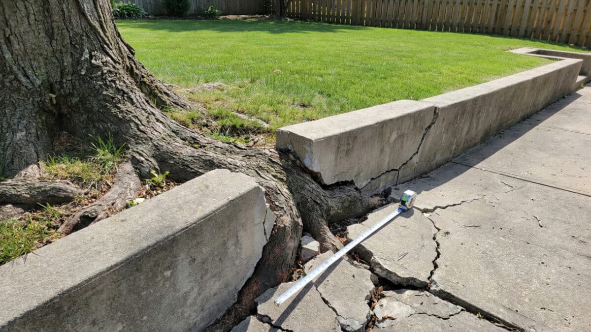 Árvore danificando calçada