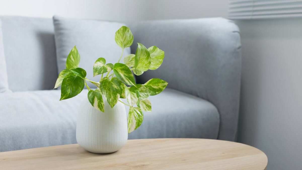 Planta jiboia em vaso decorando mesa de centro na sala