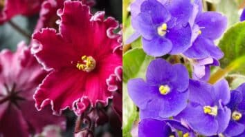 Plantas violetas azuis e vermelhas da espécie Saintpaulia