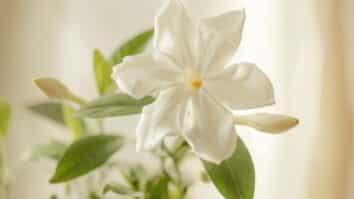 Jasmin em destaque
