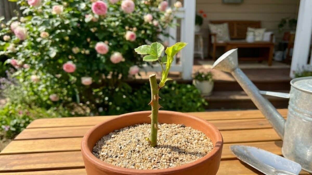 Criar uma muda de rosa pode ser mais simples do que você imagina