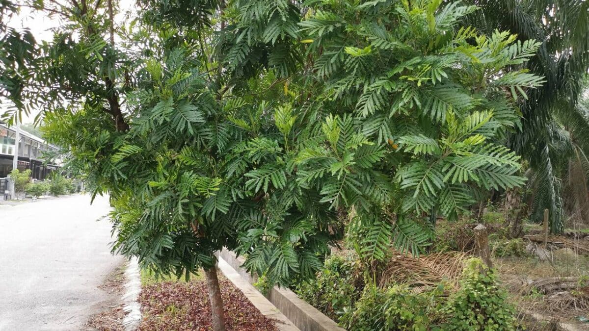 Plantas para trazer frescor ao ambiente