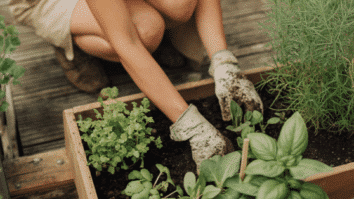 Mulher cultivando alimentos em um espaço pequeno em sua própria casa