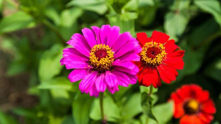 Flores de Zínia