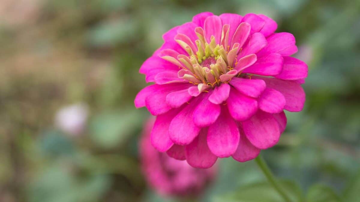 Flor de Zínia de cor lilás