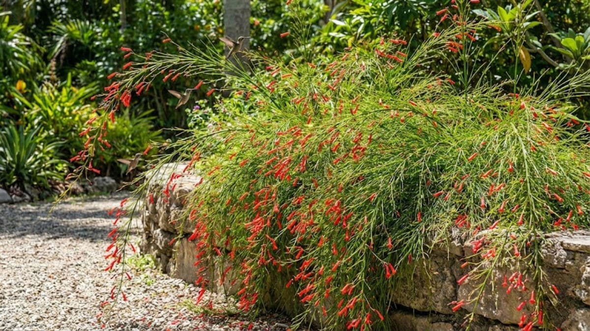 Cinco plantas para atrair beija-flores e borboletas o ano todo