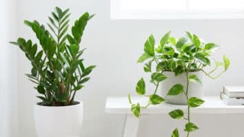4 plantas que amam sombra para cultivar dentro de casa em 2026