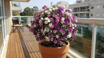 Nem rosa, nem lilás: conheça a flor que muda de cor e deixa seu jardim encantador