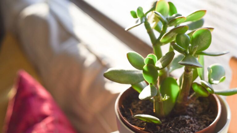 A Planta do Dinheiro, planta jade em vaso